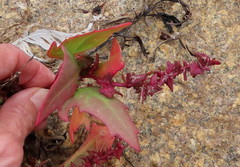 Atriplex glabriuscula