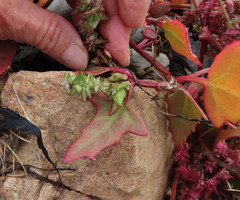 Atriplex glabriuscula