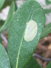 Cameraria sempervirensella