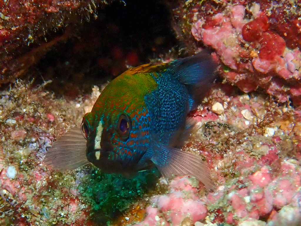 Photo of Panama Grouper (Cephalopholis panamensis)