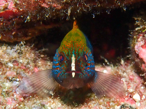 Photo of Panama Grouper (Cephalopholis panamensis)