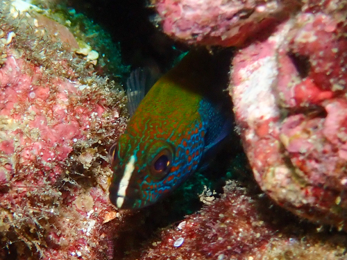 Photo of Panama Grouper (Cephalopholis panamensis)
