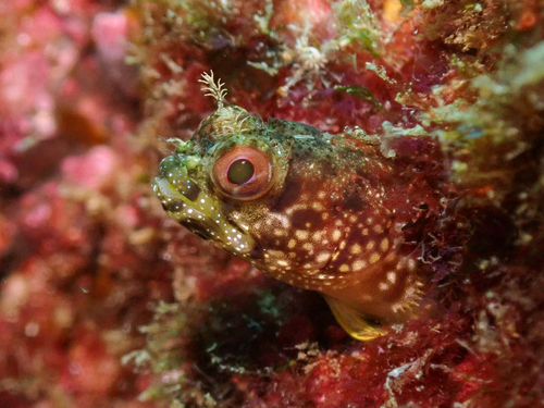 Bluntspine blenny (Acanthemblemaria exilispinus) — Chaenopsidae