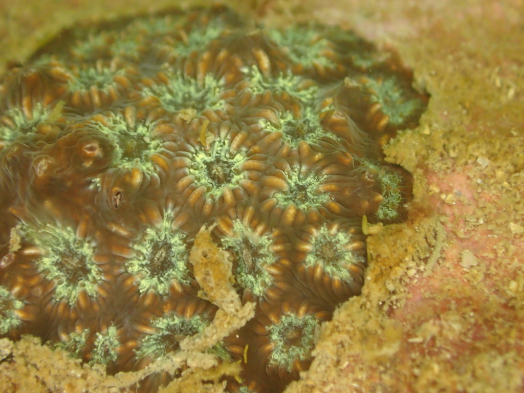 Oulastreidae