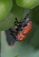 Rhinoncomimus latipes