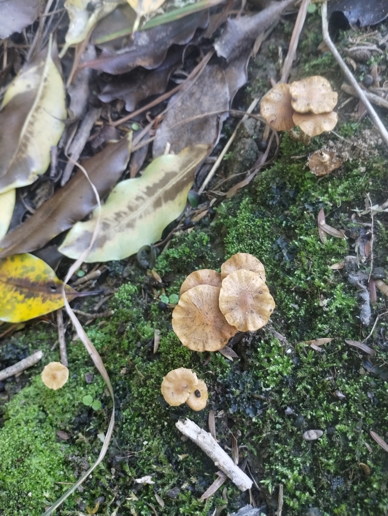 Pholiota subflammans · May 2025 · photo: © notdoriangray (iNaturalist, cc-by)