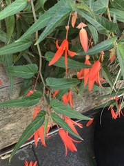 Begonia boliviensis