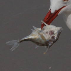 Hollow-Snouted Tripodfish photo 4