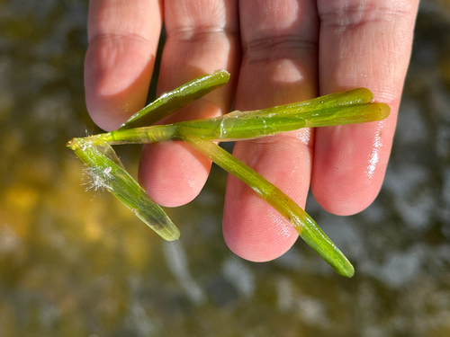 flatstem pondweed (Potamogeton zosteriformis)