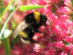 Bombus lucorum