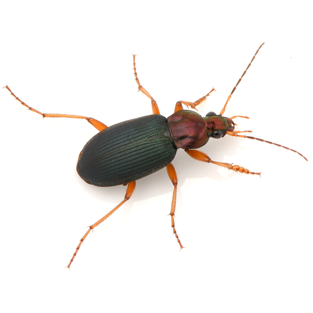 Tricolored Harp Ground Beetle