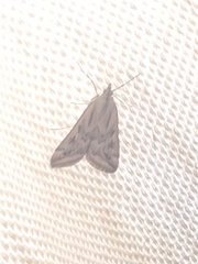 Loxostege cereralis