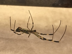 Trichonephila clavata