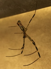 Trichonephila clavata