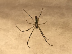 Trichonephila clavata