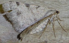 Digrammia denticulata