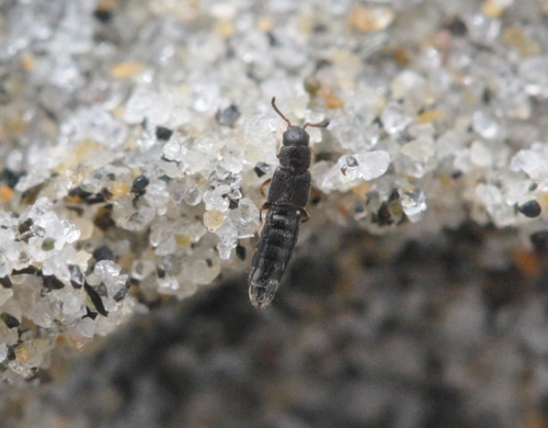 Tarphiota geniculata