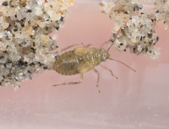 Leptopodoidea