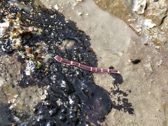 Tubulanus