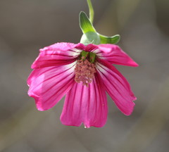 Malva assurgentiflora