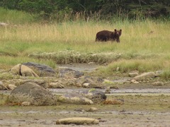 Ursus arctos sitkensis