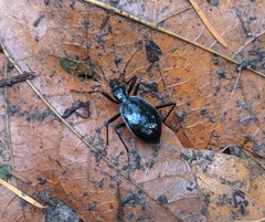 Scaphinotus angusticollis