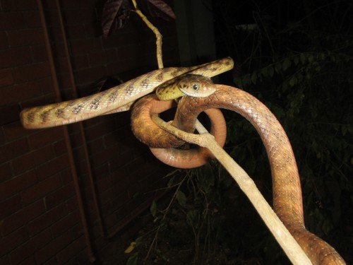 Brown Tree Snake