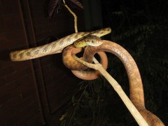 Brown Tree Snake photo 5