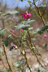 Malva assurgentiflora