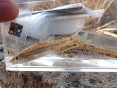 Spotted Barbell Gudgeon photo 2