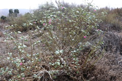 Malva assurgentiflora