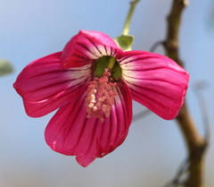 Malva assurgentiflora