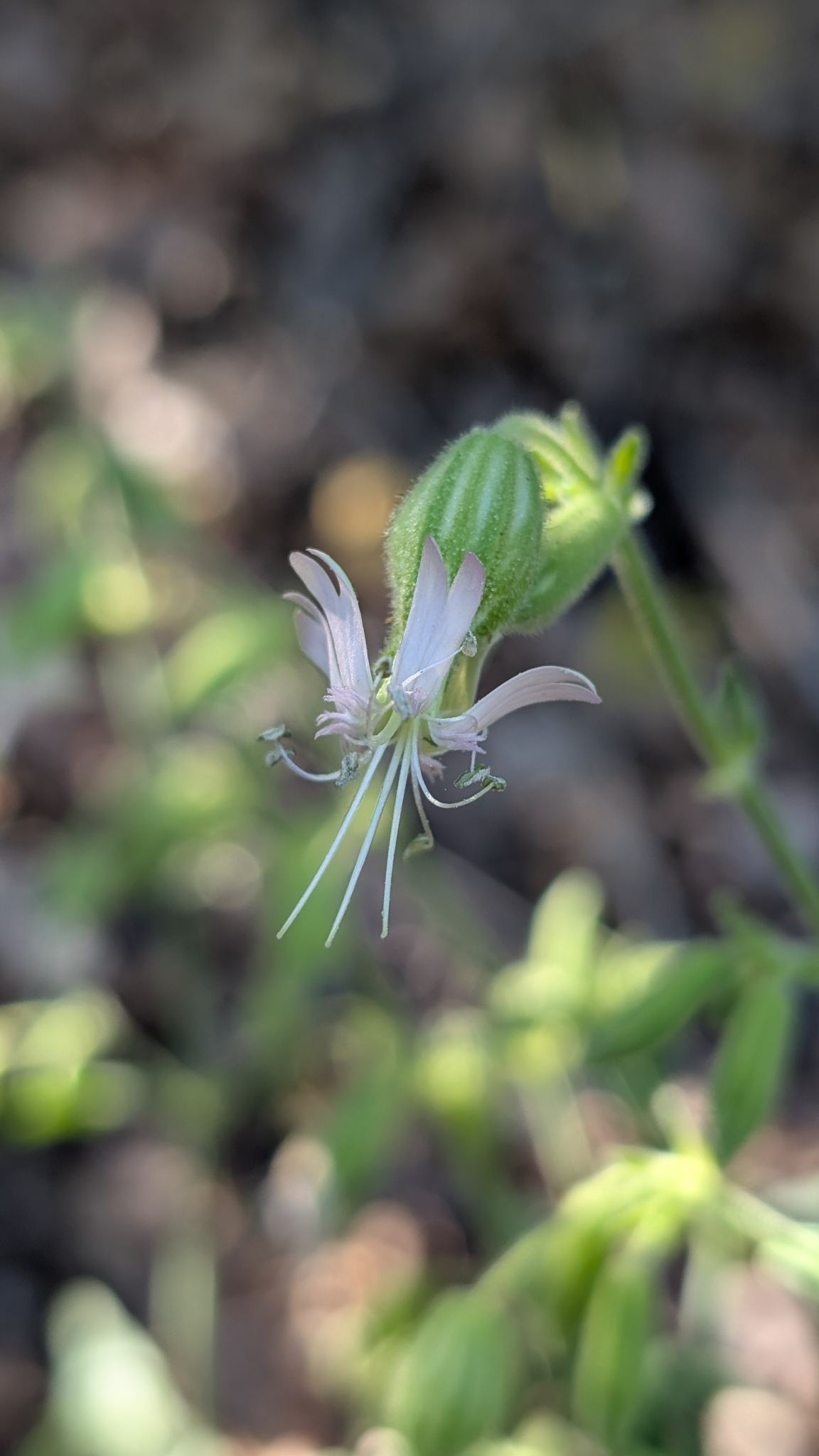 Silene bridgesii