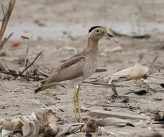 Burhinus superciliaris