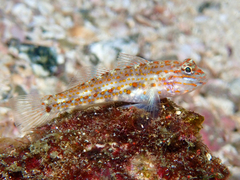 Redlight Goby photo 2