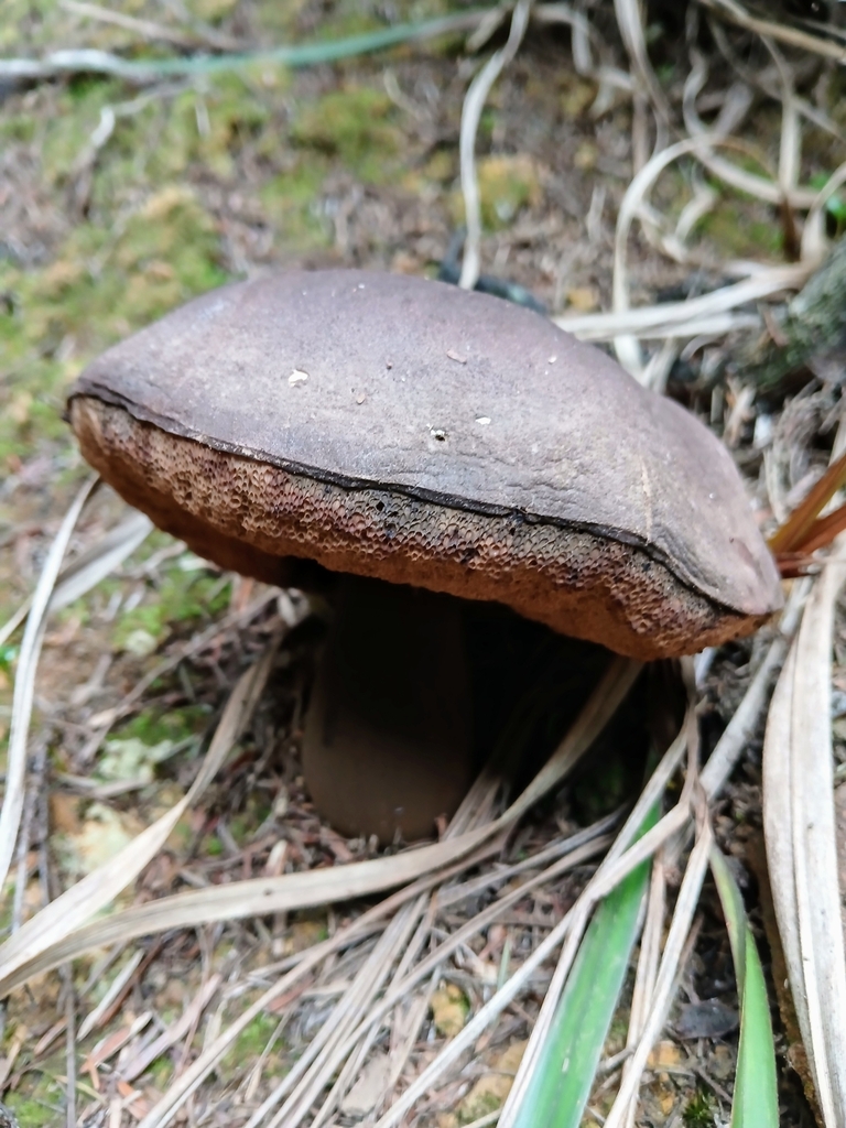 Tylopilus formosus · May 2025 · photo: © steviakiwi23 (iNaturalist, cc0)