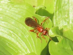 Spilichneumon