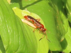 Spilichneumon