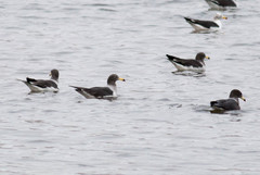 Larus belcheri
