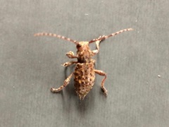 Plectrura spinicauda