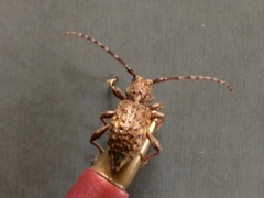 Plectrura spinicauda