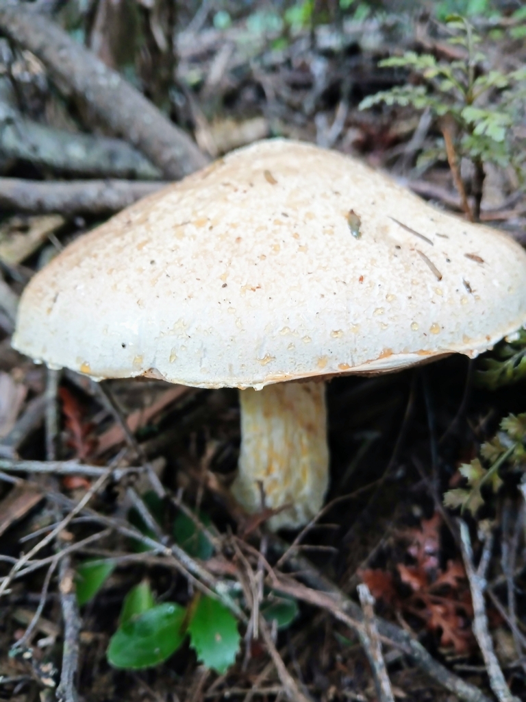 Austroboletus niveus · May 2025 · photo: © steviakiwi23 (iNaturalist, cc0)