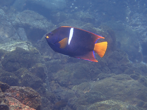 King Angelfish