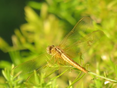 Crocothemis