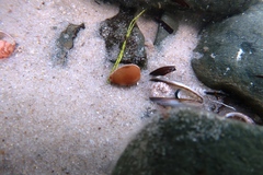 Notocypraea angustata