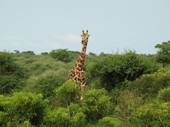 Giraffa camelopardalis rothschildi