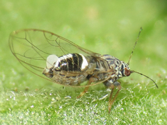Bactericera cockerelli
