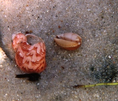 Notocypraea angustata