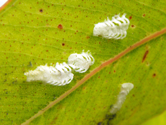 Eucalyptolyma maideni