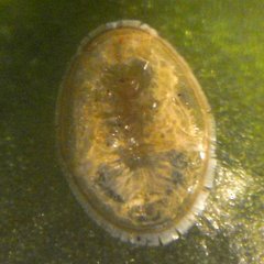 Trioza adventicia